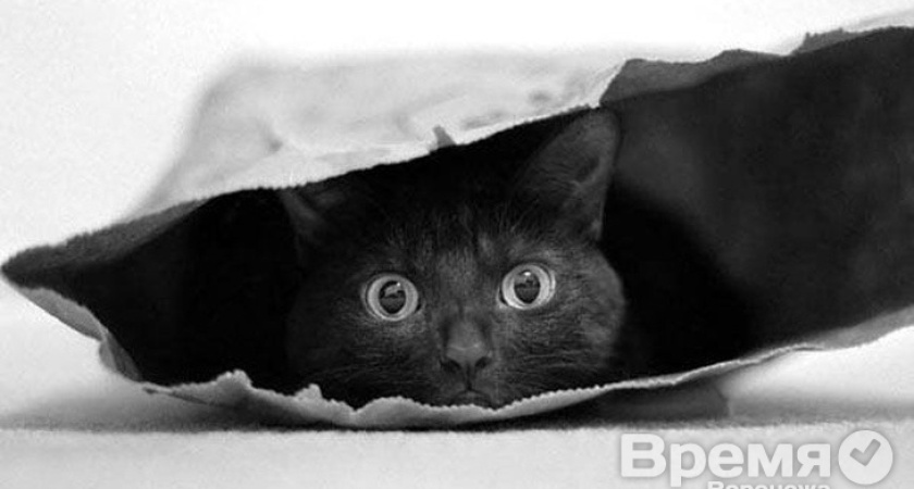 На руинах «Молодого Коммунара» поживится кот в мешке?