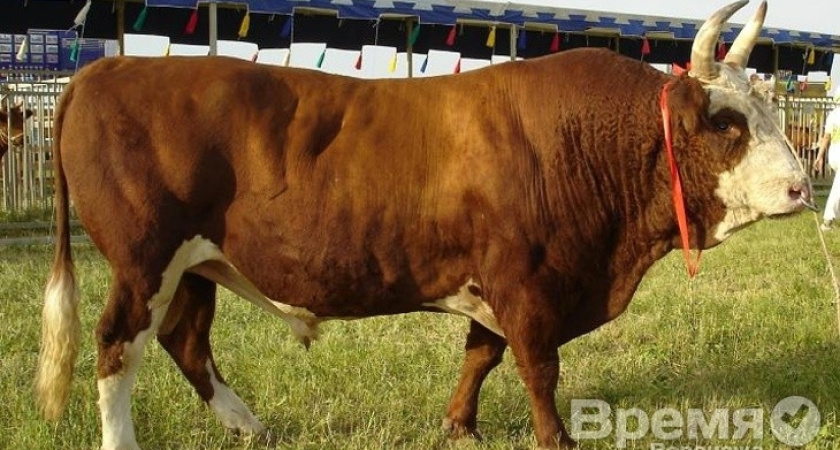 Воронежская область может получить 132 млн. рублей на мясное скотоводство