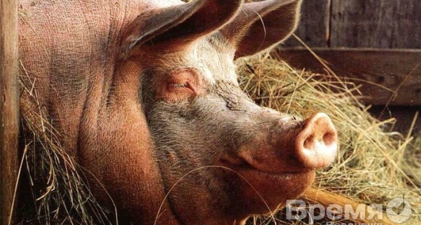 В Воронежской области нашли африканскую чуму свиней