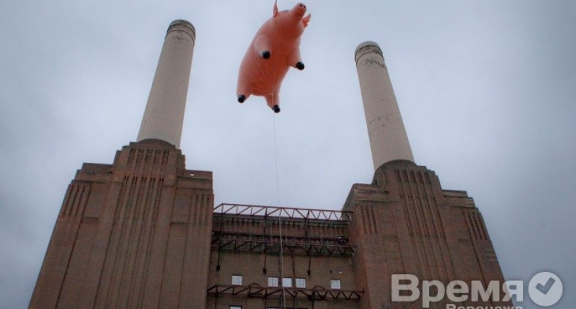 Из-за АЧС воронежские ветеринары уничтожили более девяти тысяч свиней