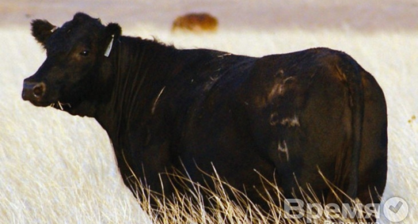 У ООО «Таурус» отнимут коров?