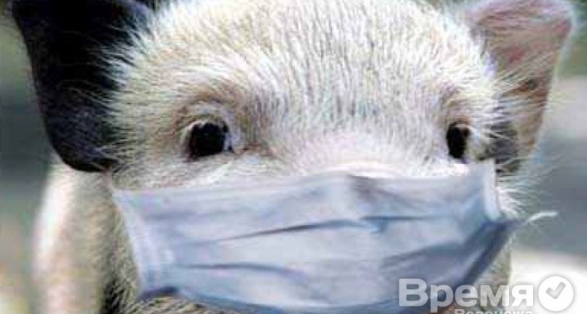 В Воронеже выявлен второй очаг АЧС