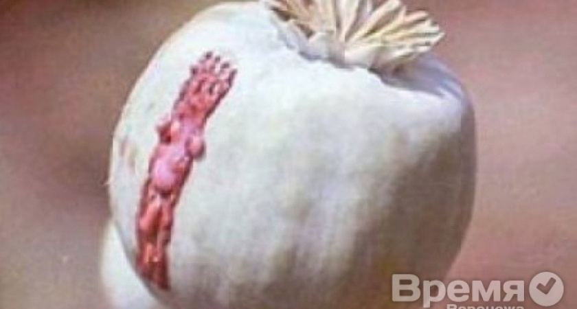 В Воронеже поймали наркодельца, который привозил героин из Таджикистана