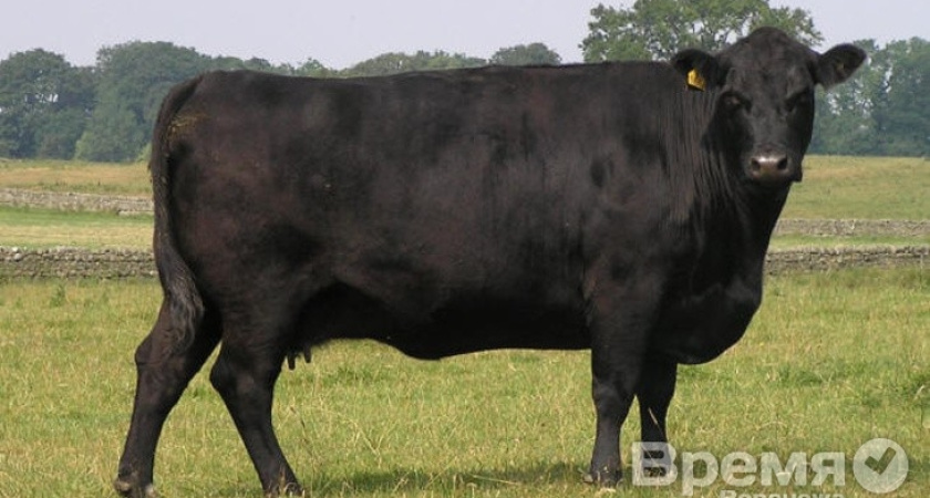 Алексей Гордеев рассказал, из-за чего погибли коровы, принадлежащие ООО «Таурус»