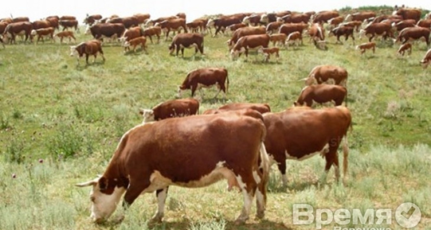 Аркадий Пономарев напомнил, что генетика – это не «продажная девка империализма»