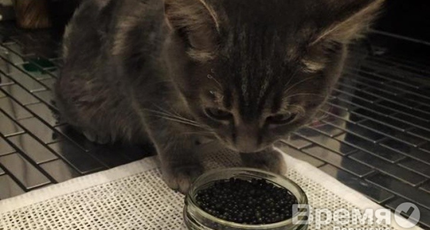 Выпускницу ВГУ осудили за фото кошки, поедающей чёрную икру из банки