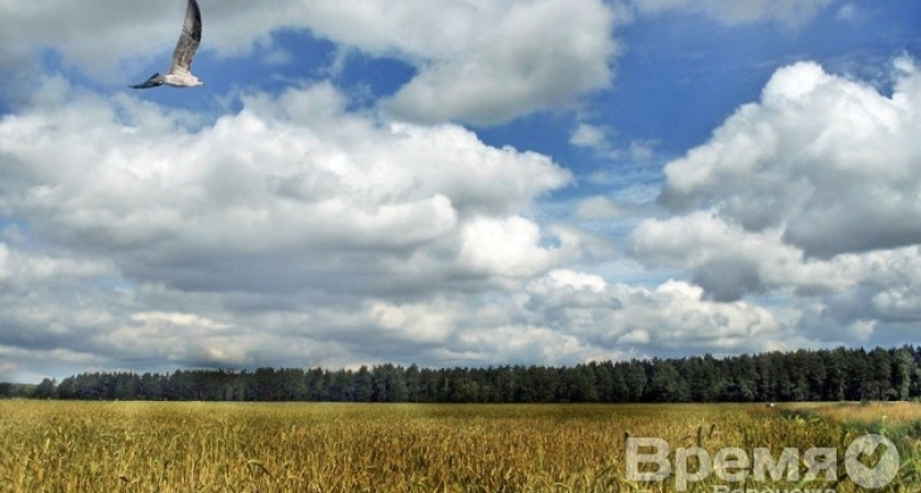 Воронежские фермеры получат деньги от Минсельхоза
