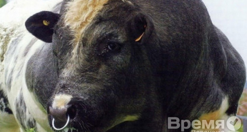 Прокуратура разбирается в массовой гибели коров под Воронежем