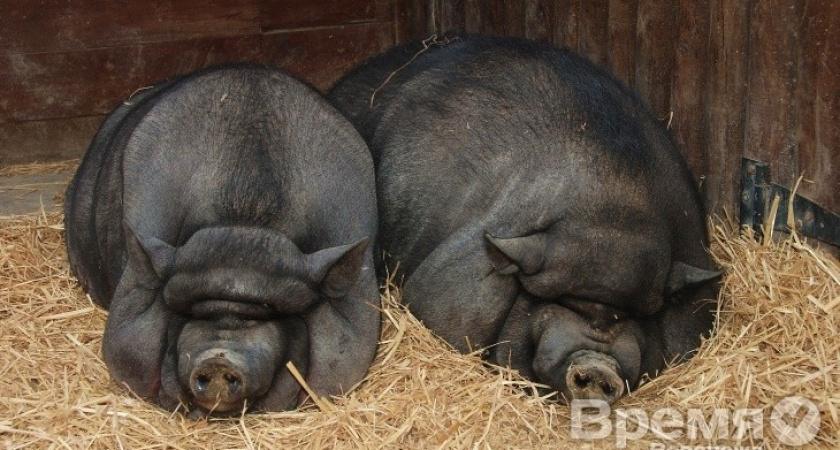 В районах Воронежской области не соблюдали карантин по африканской чуме свиней
