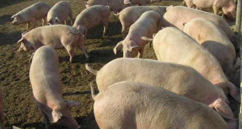 Немцы построят в Воронежской области животноводческие комплексы