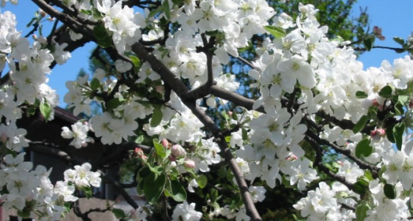 «Цветущая яблоня» в Острогожске собрала 5 тысяч посетителей