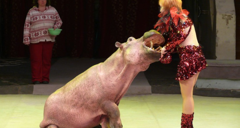 В Воронеже новая цирковая программа