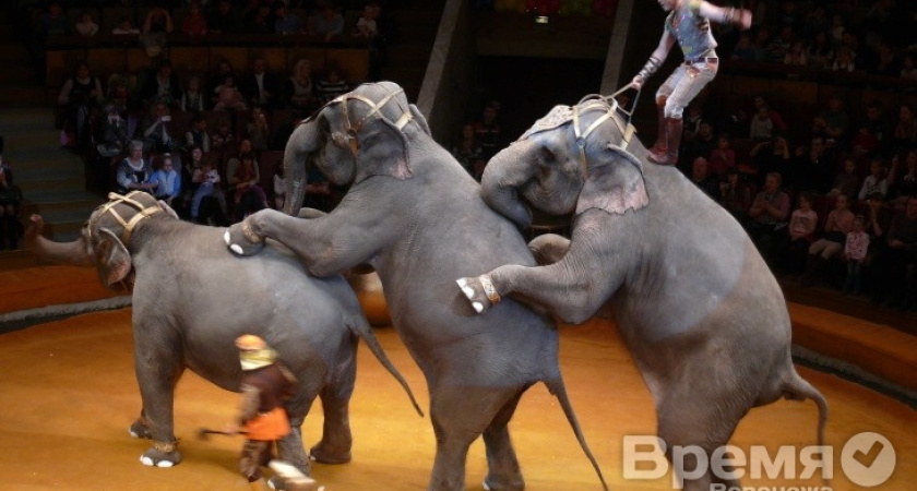 Слоны играют на губной гармошке и стоят на шарах, а лошади показывают лунную походку Майкла Джексона