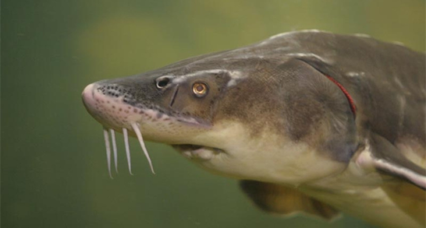 Под Воронежем будут выращивать осетров