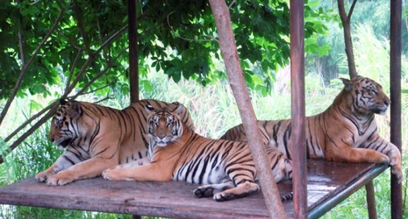 Воронежская область обзаведётся сафари-парком