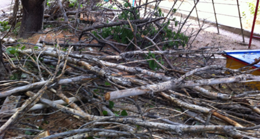 В Воронеже  аварийные деревья будут вырубать по плану