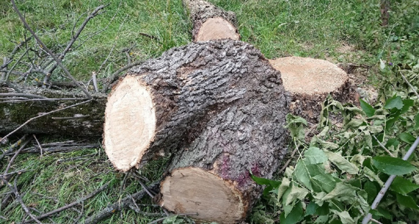 Воронежских школьников ждут новые учебники по истории и ЕГЭ по китайскому языку