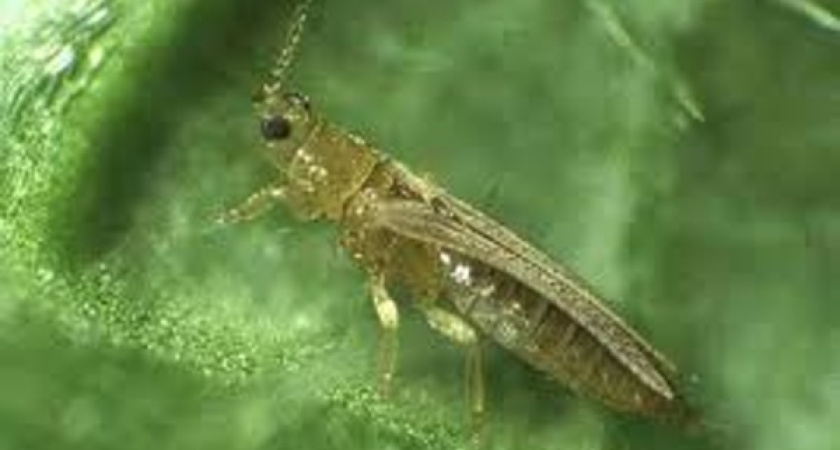 Первосентябрьские букеты воронежских школьников безопасны 