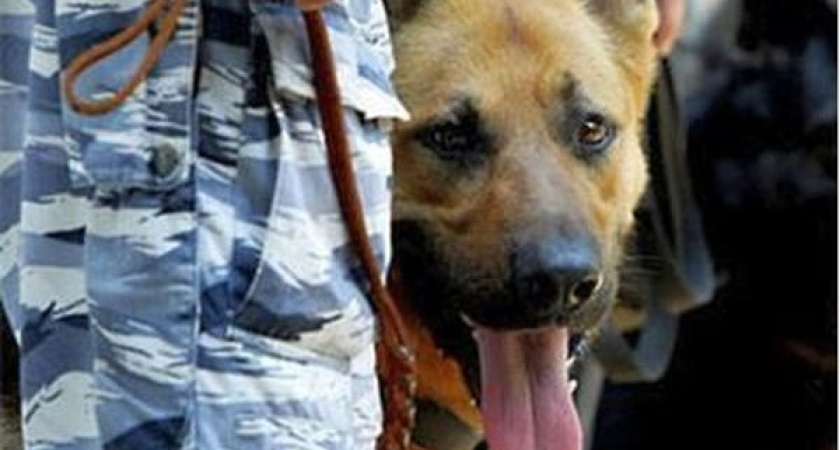 Избирательные участки Воронежа проверят кинологи 