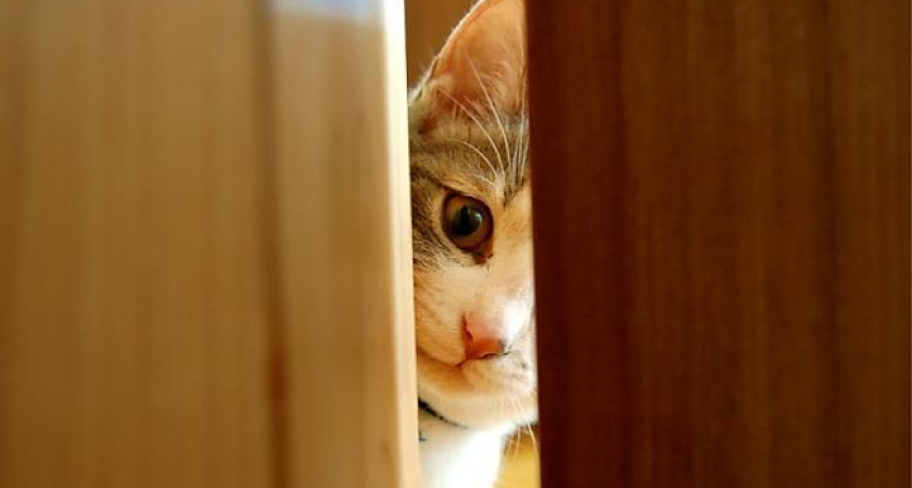 Воронеж и Смоленск объединили сексуально-политические скандалы