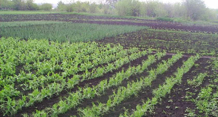 Воронежских дачников могут освободить от земельного налога