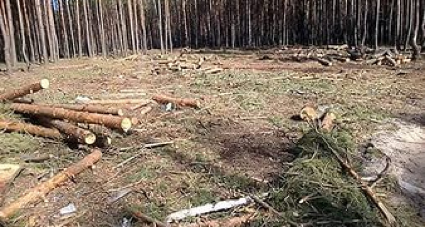 Правоохранители разбираются в вырубке леса под Воронежем 