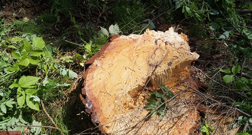 Деревья в воронежской «Дубраве» уничтожались  по разрешению управления экологии 