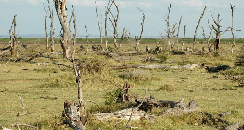 Страшный феномен "Эль Ниньо" "дошел" до Воронежа