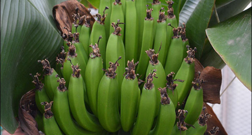 Воронежскую область защитили от белорусских бананов