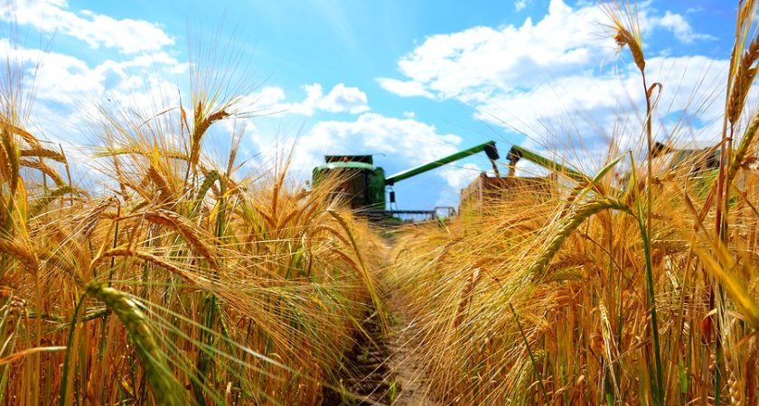 Воронежские аграрии завершают год «в шоколаде»