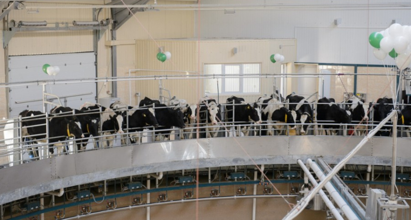 Под Воронежем открыли очередной животноводческий комплекс