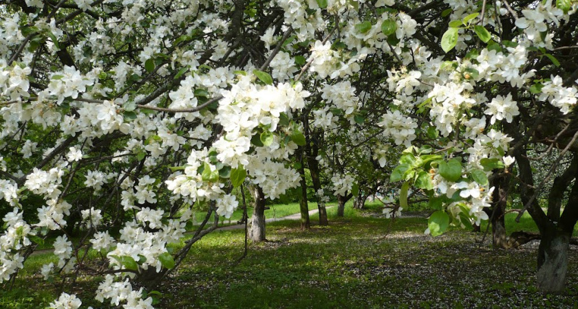 Глава Воронежа не видит препятствий к вырубке яблоневого сада