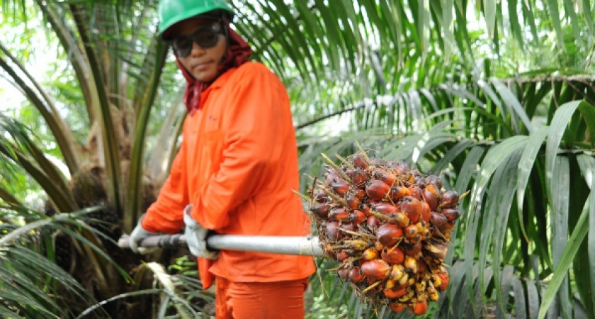 В Воронеже маргарины могут подорожать на 10-15% 