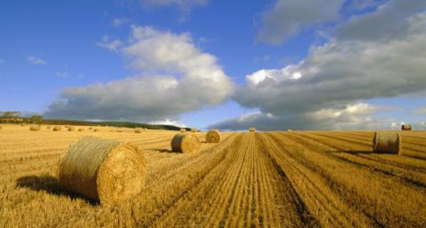 Воронежский региональный департамент отказалась отдавать землю растениеводам 