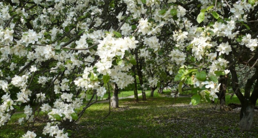 Воронежские поисковики находят останки солдат в яблоневом саду 
