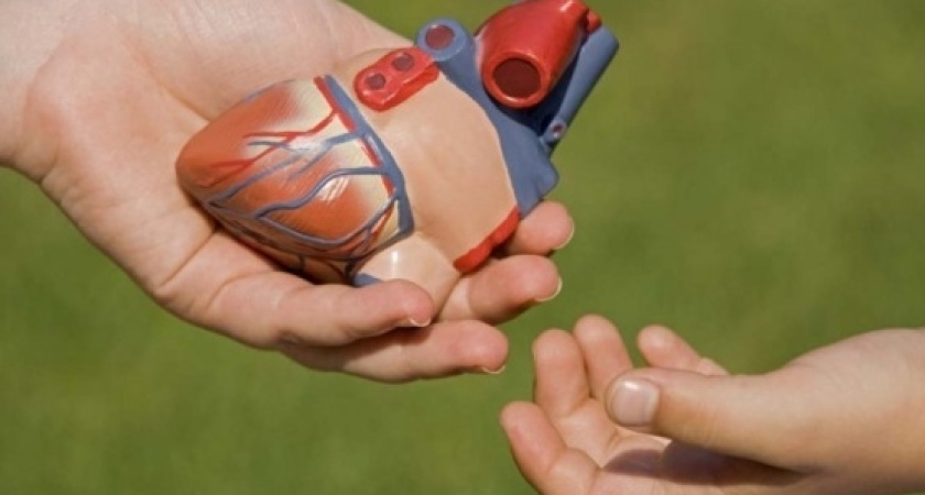 Органы умерших воронежцев извлекают без согласия родных абсолютно законно