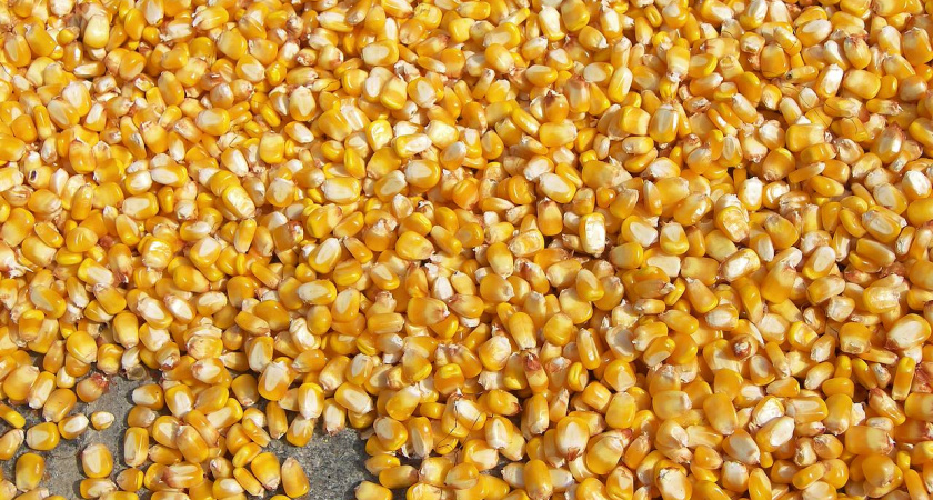 Воронежские аграрии удвоили импорт семян из Европы и Турции