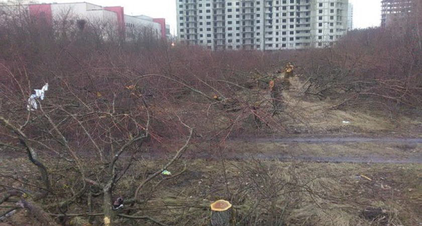 Застройщик вырубил в воронежском яблоневом саду больше деревьев, чем ему разрешили