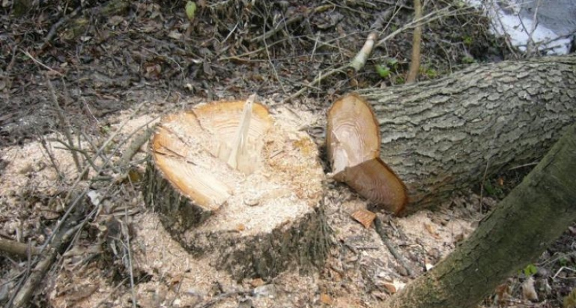 В Воронеже украли часть городского парка