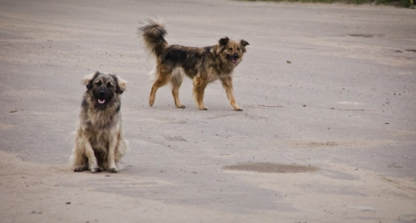 Строительство первого в Воронеже приюта для собак под угрозой
