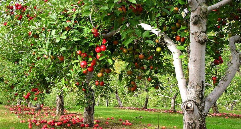 Следственное управление арестовало воронежский «Яблоневый сад»  