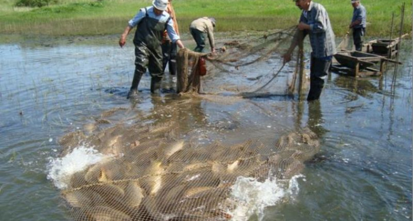 В Воронежской области начался рыбный передел