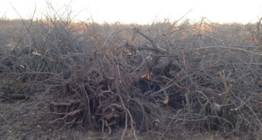 В Воронеже возбуждено еще одно уголовное дело по факту хищения «яблоневого сада»