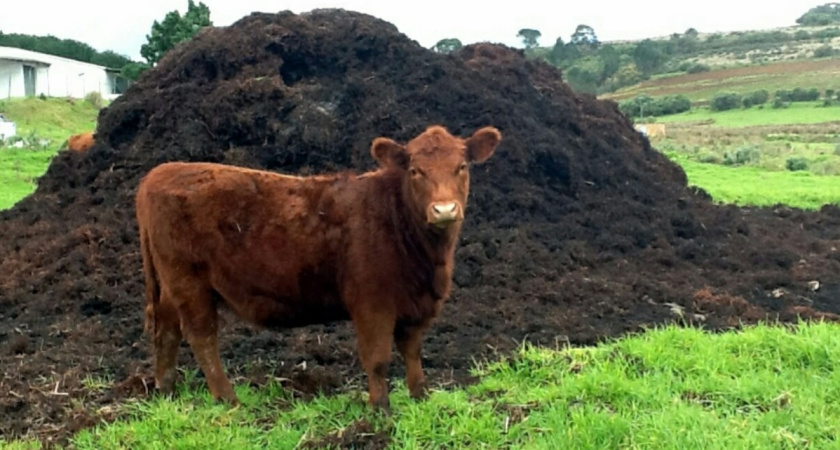 Пламя навозного бунта из Татарии дошло до Воронежа 