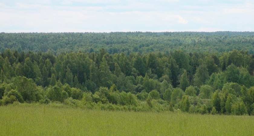 За использование воронежских лесов государство получило 50 млн рублей