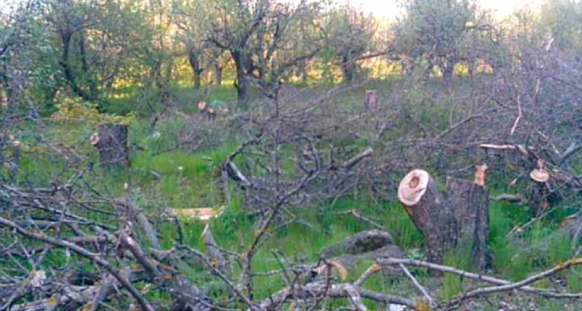 На землях воронежского яблоневого сада уже есть капитальные объекты