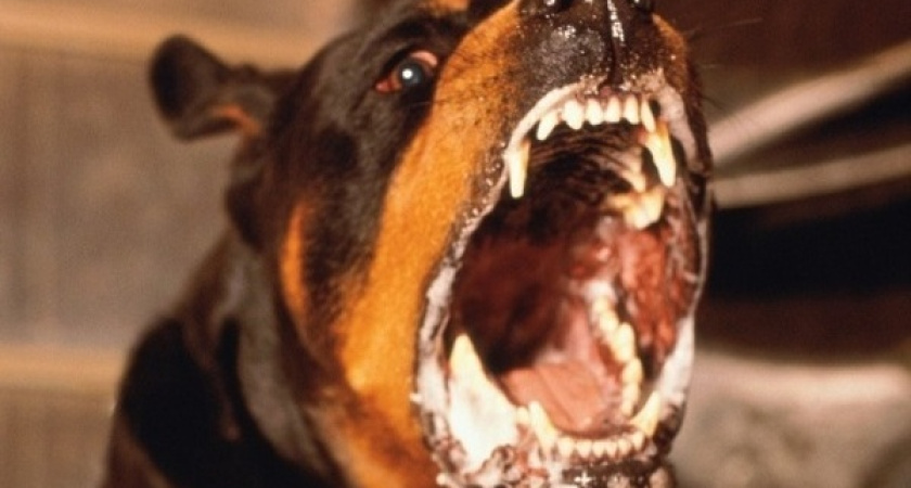 Бешенство животных распространяется по Воронежской области 