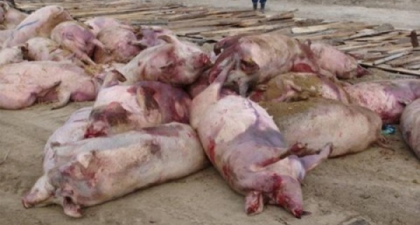 АЧС добралась до ещё одного района Воронежской области 