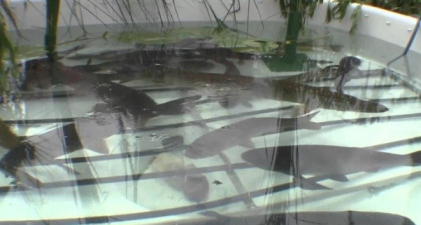 Тамбовская область запустит производство деликатесной рыбы