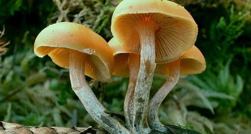 В Воронеже грибами отравился пятимесячный ребёнок 